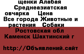 щенки Алабая (Среднеазиатская овчарка) › Цена ­ 15 000 - Все города Животные и растения » Собаки   . Ростовская обл.,Каменск-Шахтинский г.